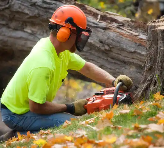 tree services Bedford